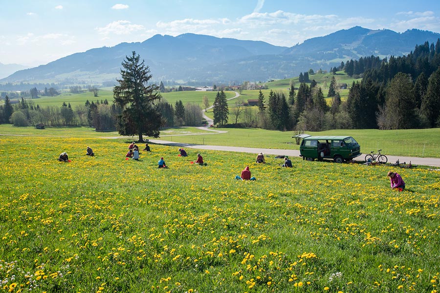 Löwenzahnernte Allgäuer Gebirgskellerei Löwenzahnwein Löwenzahnernte Allgäuer Gebirgskellerei Löwenzahnwein