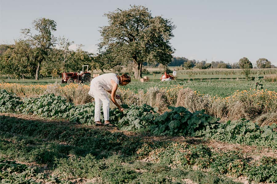 Wildkräuter-Ernte Wildkräuter-Ernte