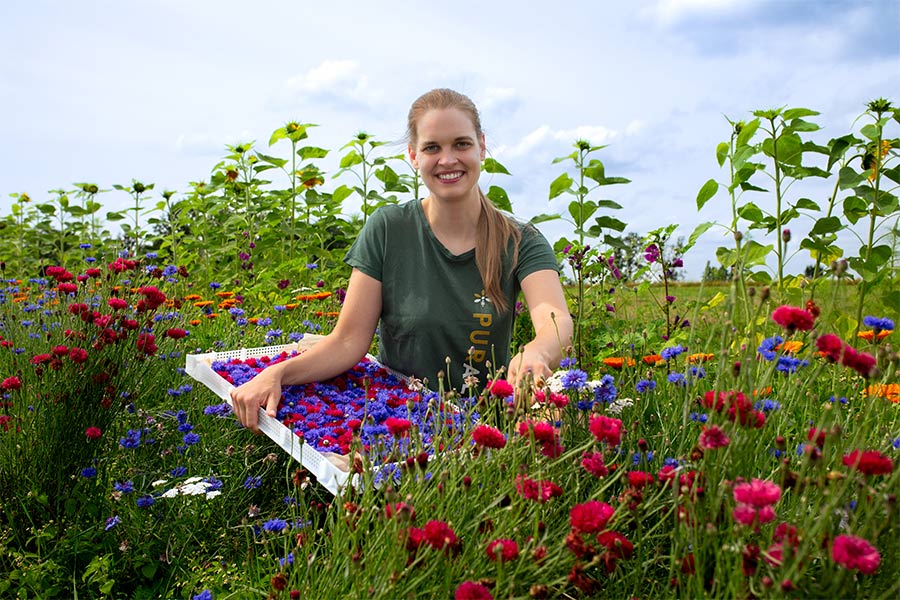 Heilpflanzensammlung Heilpflanzensammlung