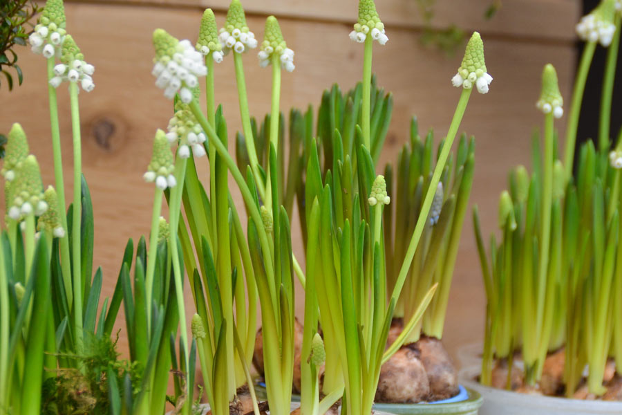 Frühling / Ostern